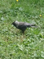 Corvus monedula