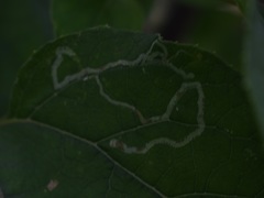 Phytomyza lappae