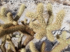 Cylindropuntia wolfii