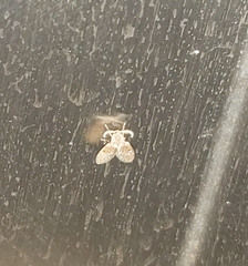 Clogmia albipunctata