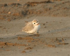 Charadrius pallidus