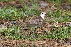 Charadrius pecuarius