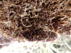 Gloeophyllum abietinum