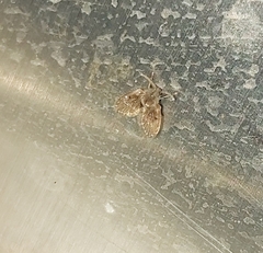 Clogmia albipunctata