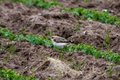 Charadrius asiaticus