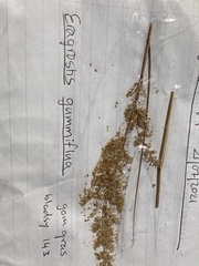 Eragrostis gummiflua