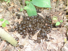 Capreolus