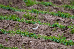 Charadrius asiaticus