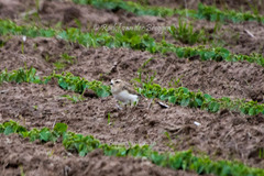 Charadrius asiaticus