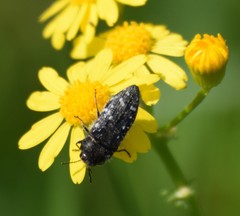 Acmaeodera ornatoides