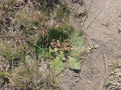 Arctopus echinatus