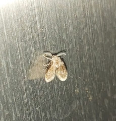 Clogmia albipunctata
