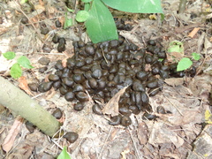 Capreolus
