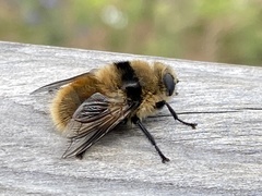 Cephenemyia stimulator