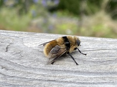 Cephenemyia stimulator