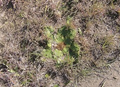 Arctopus echinatus