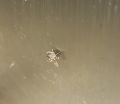 Clogmia albipunctata