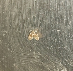 Clogmia albipunctata