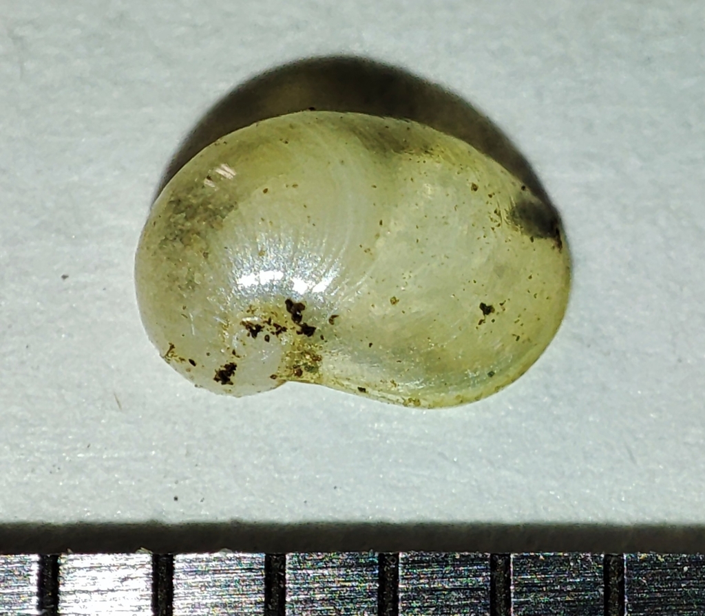 wide-mouth glass snail
