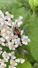 Stenurella melanura