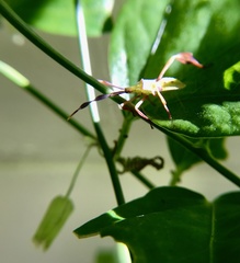 Chondrocera laticornis