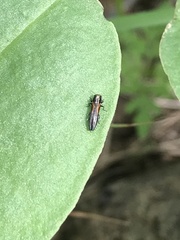 Agrilus delicatulus