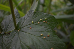 Dasineura ulmaria