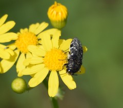 Acmaeodera ornatoides