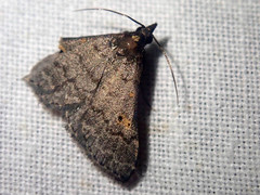 Naarda alternata