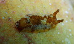 Aphelodoris berghi
