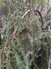 Picea × fennica