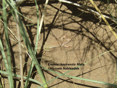 Eremias kavirensis