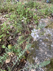 Astragalus clerceanus