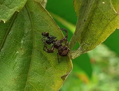 Strigoplus netravati