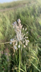 Allium podolicum
