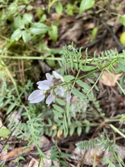 Astragalus clerceanus