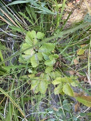 Ligusticum scothicum