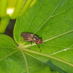 Tetanops luridipennis