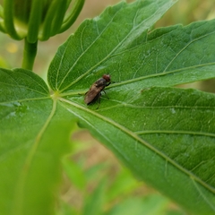 Tetanops luridipennis