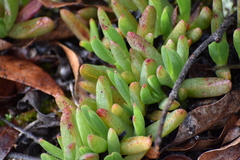 Carpobrotus modestus