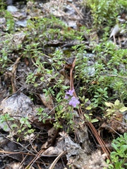 Thymus bashkiriensis