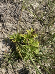 Ligusticum scothicum