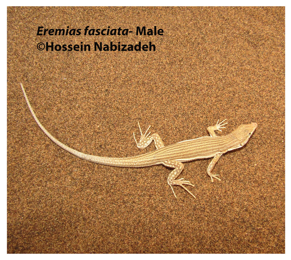 Sistan Racerunner