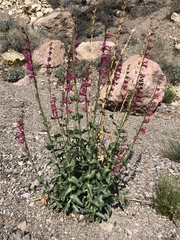 Penstemon bicolor roseus