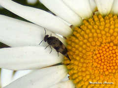 Variimorda villosa