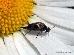 Variimorda villosa