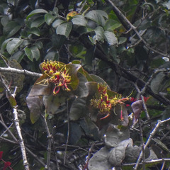 Dendrophthoe falcata