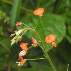 Hylodesmum repandum
