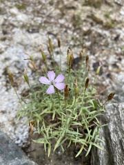 Dianthus ramosissimus