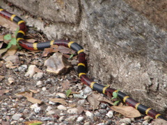 Micrurus tener tener